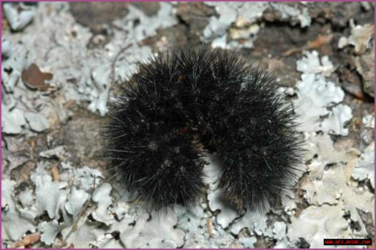 Giant Leopard Moth Caterpillar, Vol. 4, No. 32