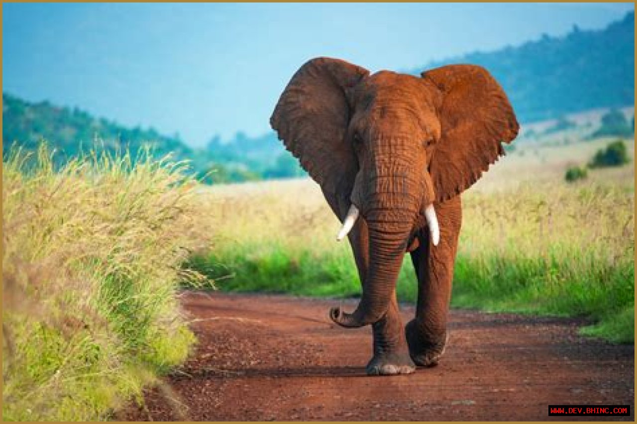 How Many Elephants Are Left in the World: A Vital Quest for Conservation