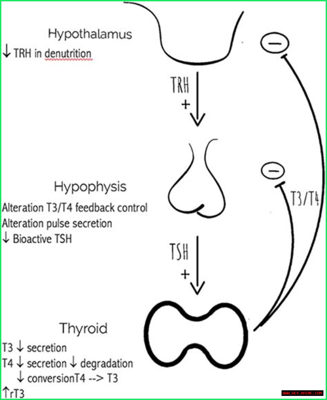 Hypothyroidism and Creatine - Statcare