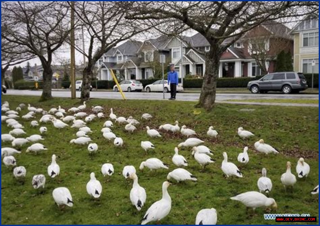 In pics: snow geese at Steveston Village in Richmond, Canada - Xinhua
