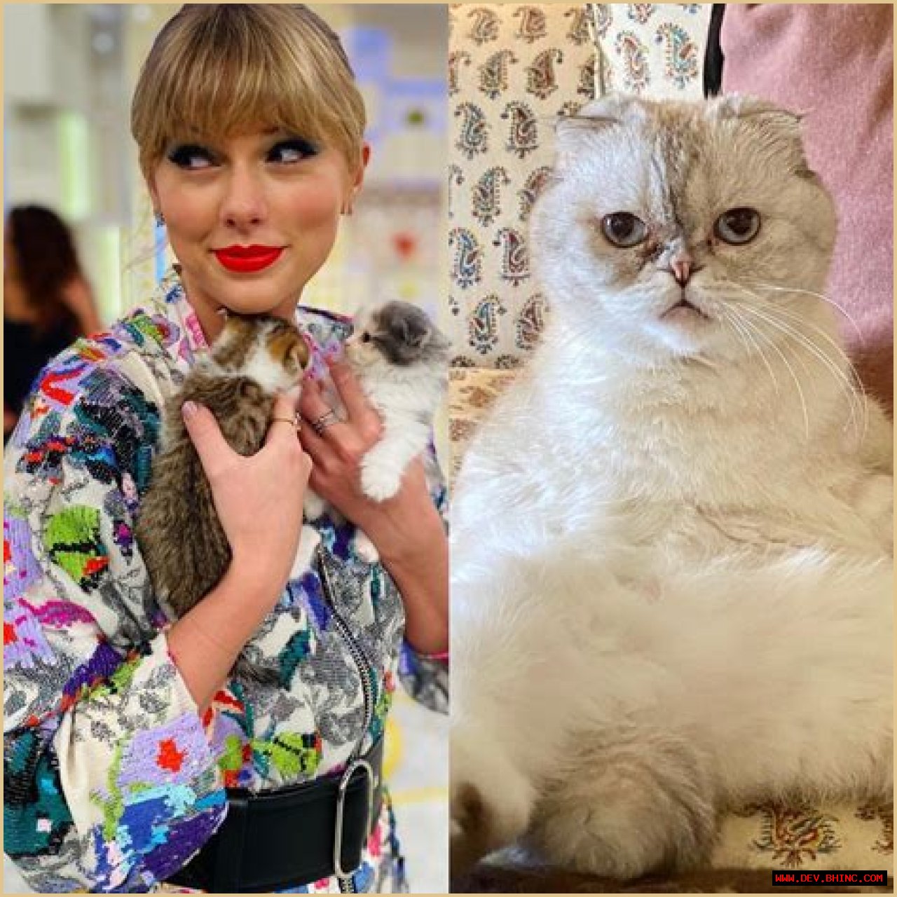 Taylor Swift Is ‘Obsessed’ With Her Cats! A Guide to Her 3 Fur Babies: Meredith, Olivia and Benson