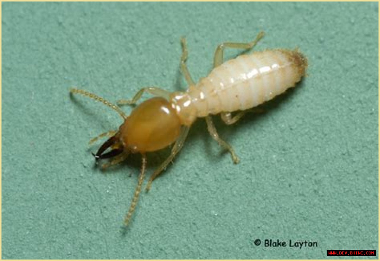 Termite Biology (eastern subterranean termites and Formosan termites)