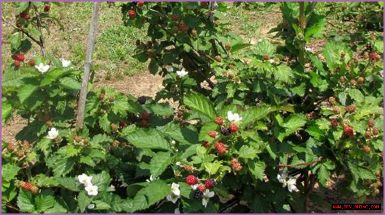 Tips for Planting Blackberries | Mississippi State University Extension Service
