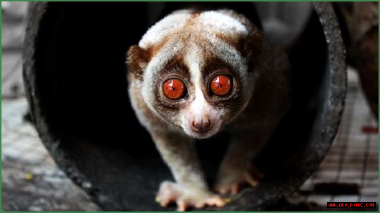 What exotic pets are allowed in Florida?