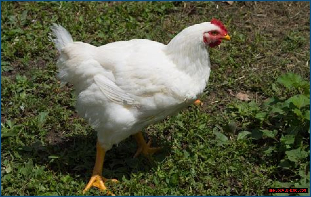 What kind of chicken is foghorn leghorn